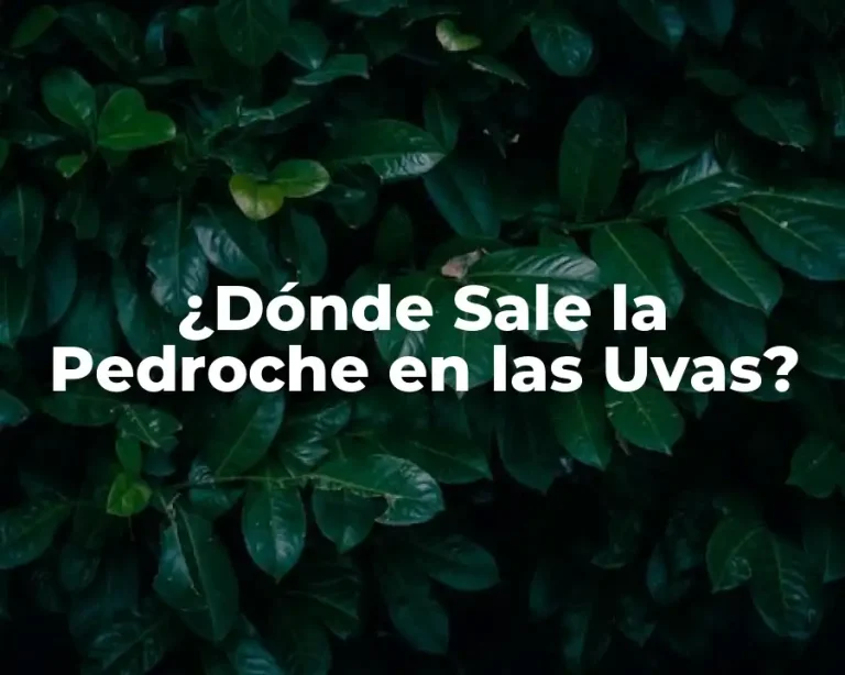 ¿Dónde Sale la Pedroche en las Uvas?