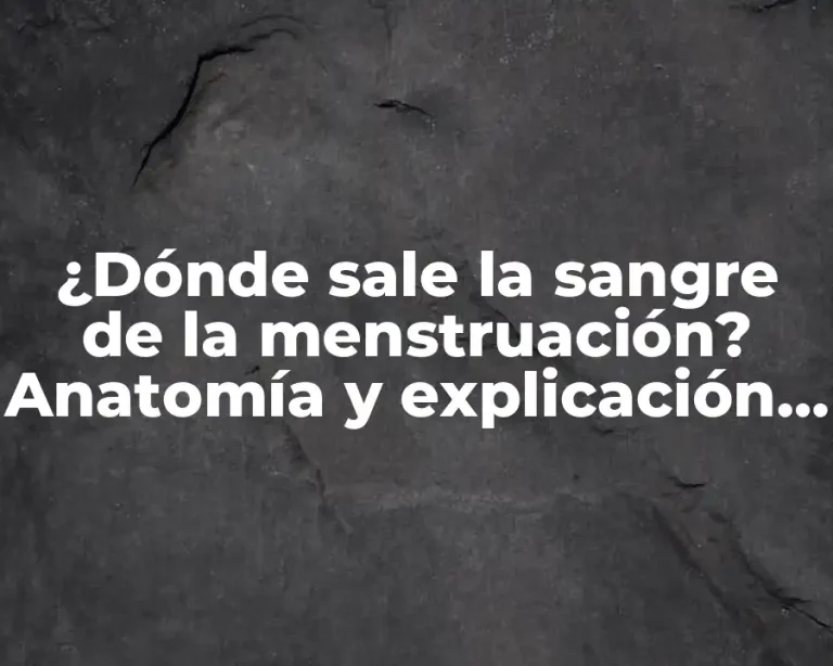¿Dónde sale la sangre de la menstruación? Anatomía y explicación detallada