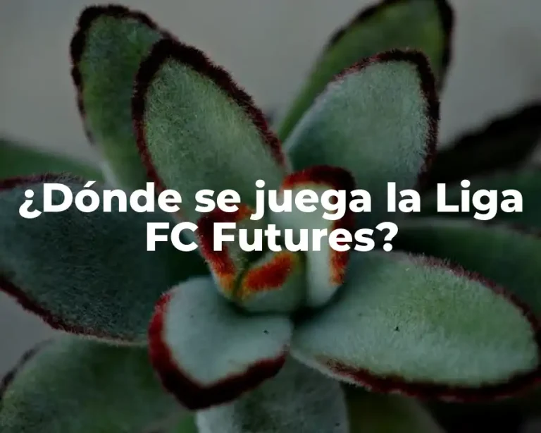 ¿Dónde se juega la Liga FC Futures?