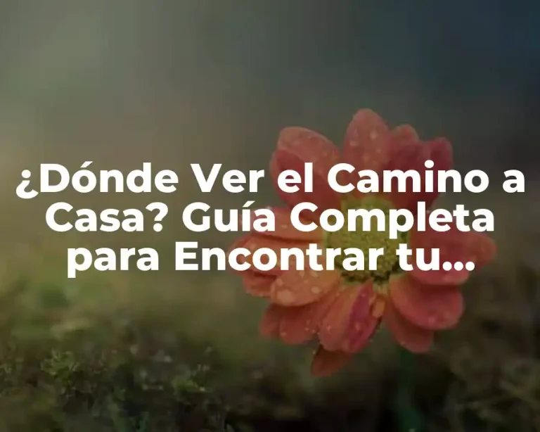 ¿Dónde Ver el Camino a Casa? Guía Completa para Encontrar tu Rumbo