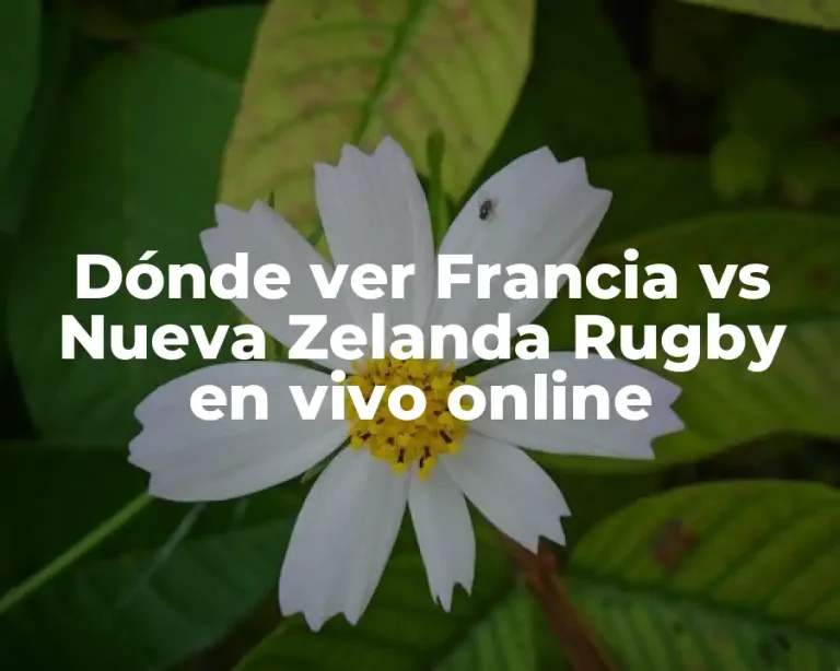Dónde ver Francia vs Nueva Zelanda Rugby en vivo online