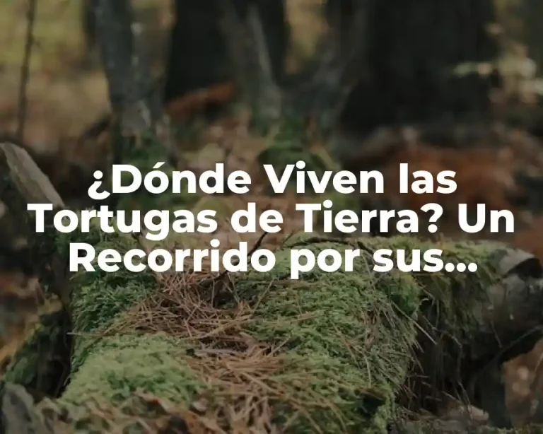 ¿Dónde Viven las Tortugas de Tierra? Un Recorrido por sus Hábitats Naturales