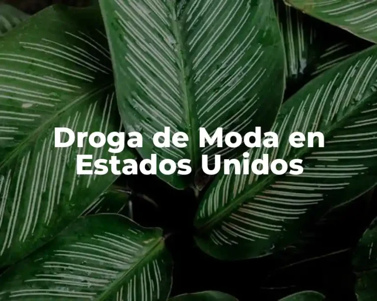 Droga de Moda en Estados Unidos