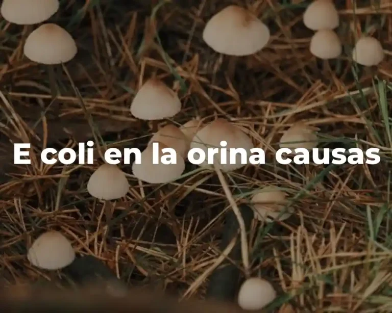 E coli en la orina causas