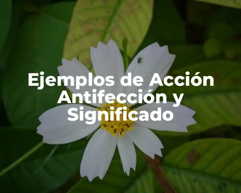 Ejemplos de Acción Antifección y Significado