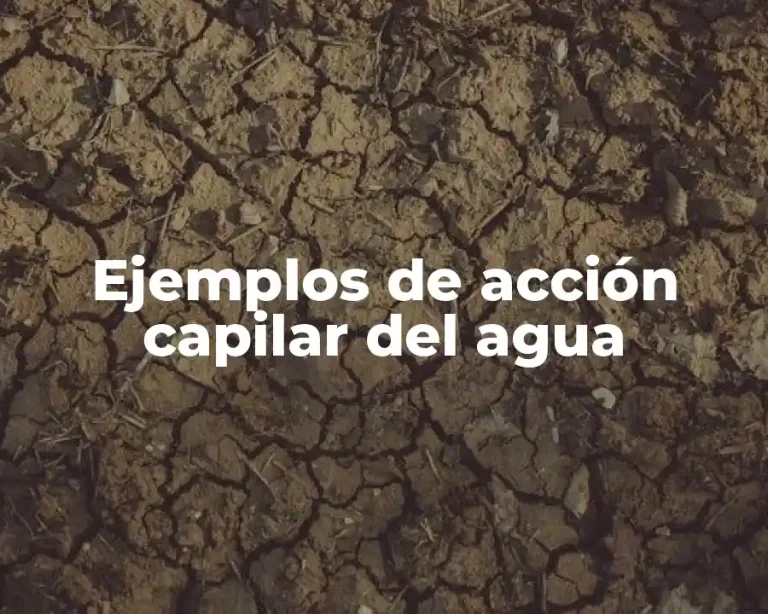 Ejemplos de acción capilar del agua