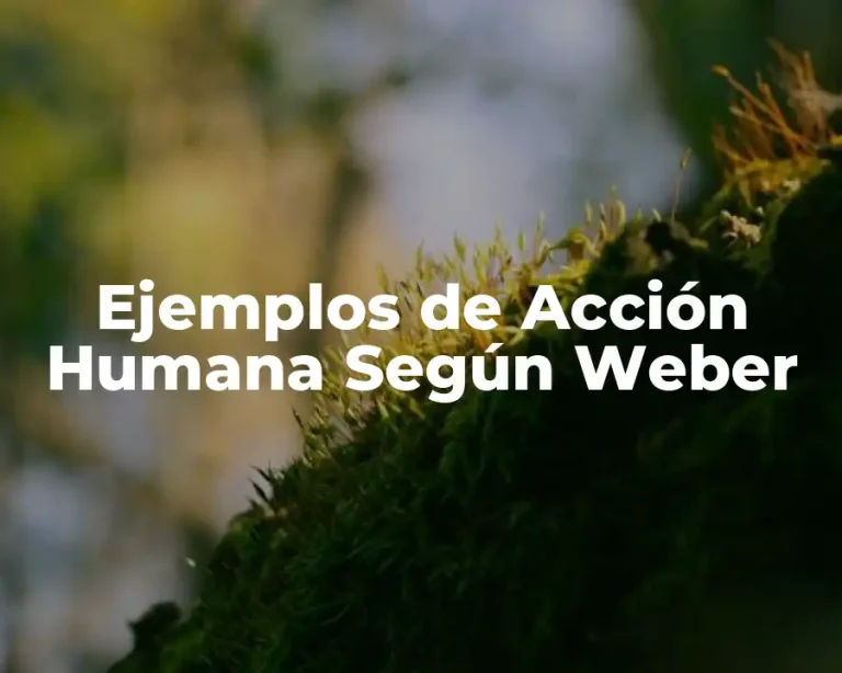 Ejemplos de Acción Humana Según Weber