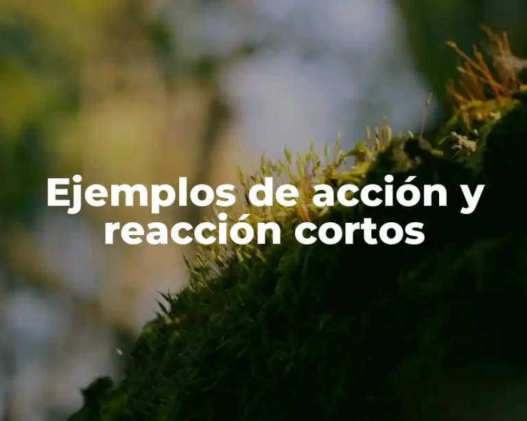 Ejemplos de acción y reacción cortos