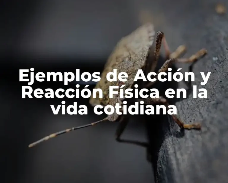 Ejemplos de Acción y Reacción Física en la vida cotidiana