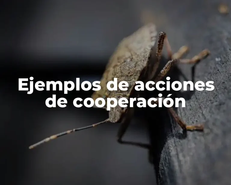 Ejemplos de acciones de cooperación