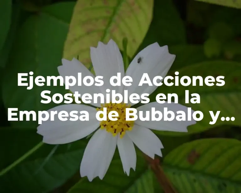 Ejemplos de Acciones Sostenibles en la Empresa de Bubbalo y Significado