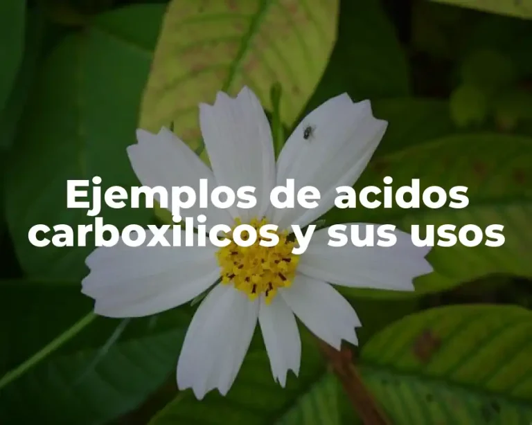 Ejemplos de acidos carboxilicos y sus usos