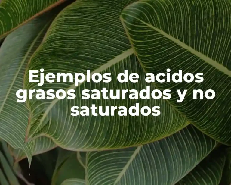 Ejemplos de acidos grasos saturados y no saturados