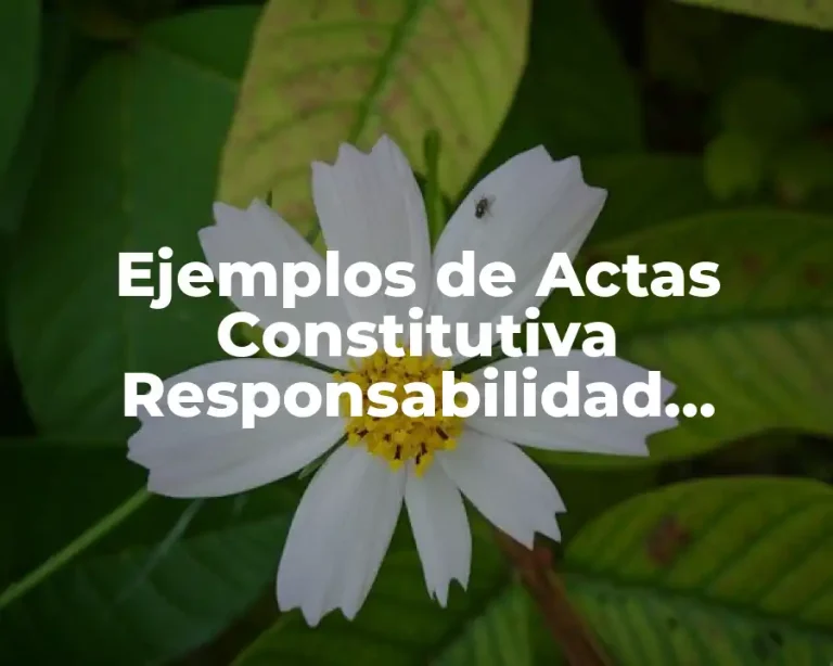 Ejemplos de Actas Constitutiva Responsabilidad Limitada y Significado