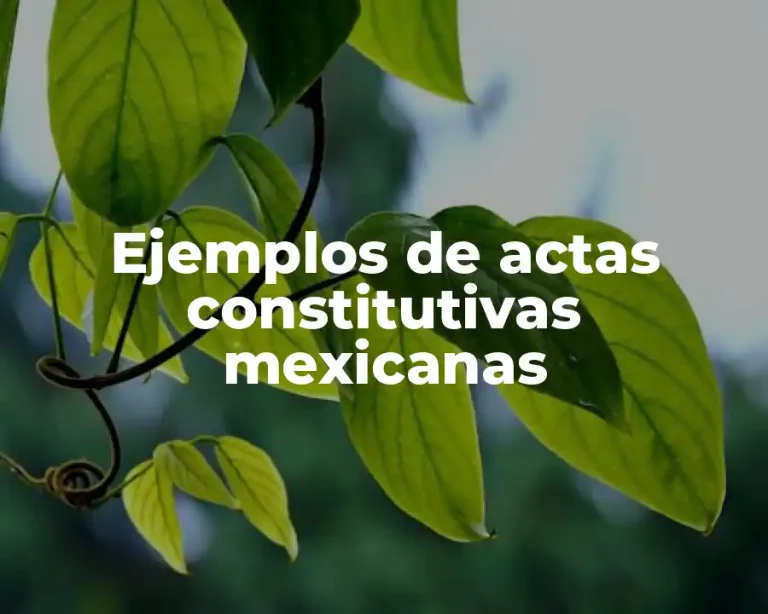 Ejemplos de actas constitutivas mexicanas