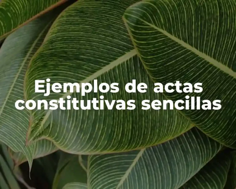Ejemplos de actas constitutivas sencillas
