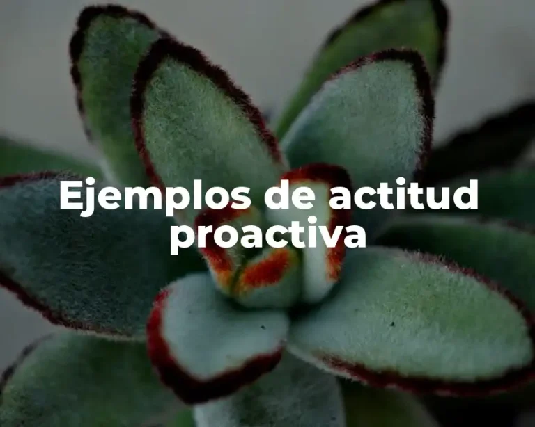 Ejemplos de actitud proactiva