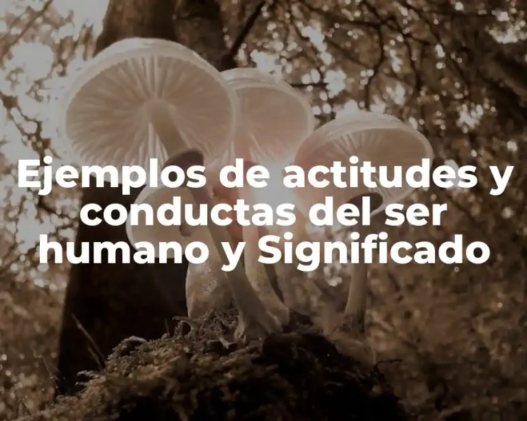 Ejemplos de actitudes y conductas del ser humano y Significado
