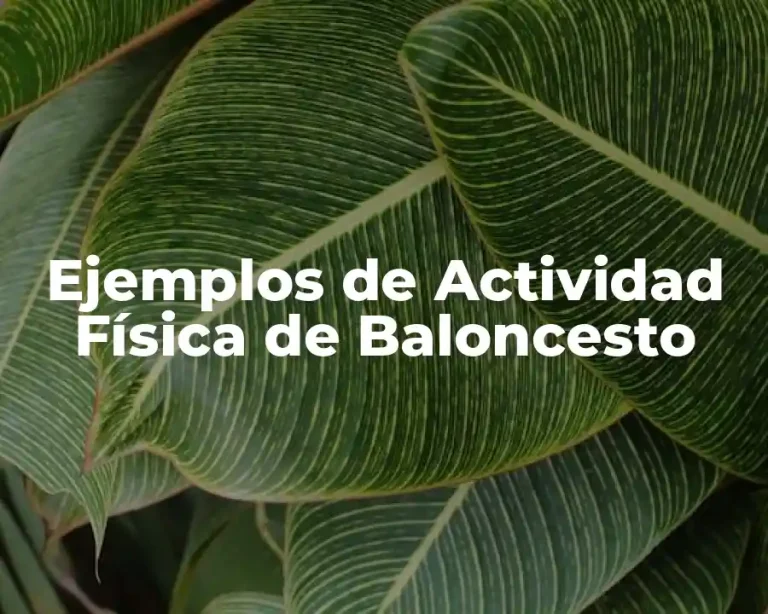 Ejemplos de Actividad Física de Baloncesto