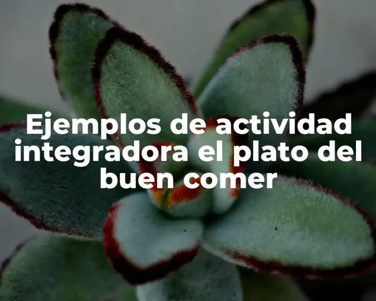 Ejemplos de actividad integradora el plato del buen comer