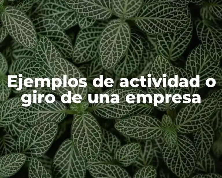 Ejemplos de actividad o giro de una empresa