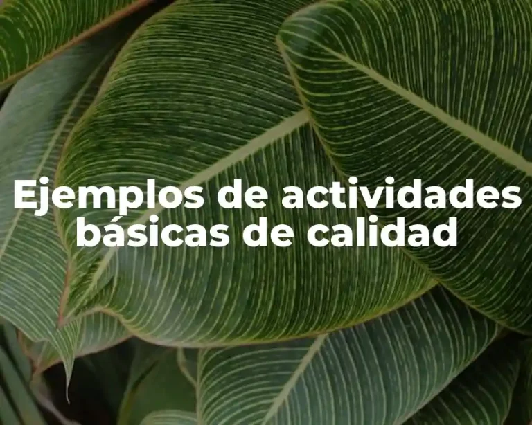 Ejemplos de actividades básicas de calidad