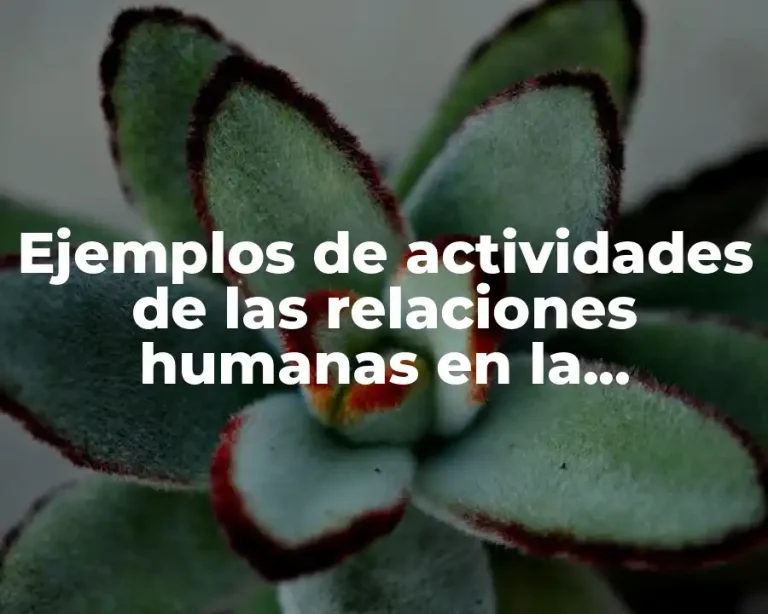 Ejemplos de actividades de las relaciones humanas en la educación