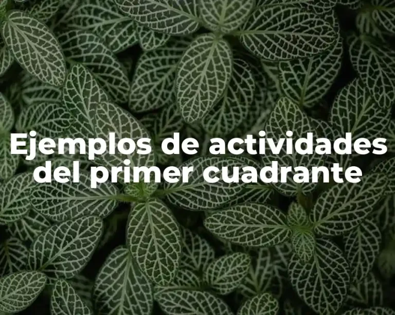 Ejemplos de actividades del primer cuadrante