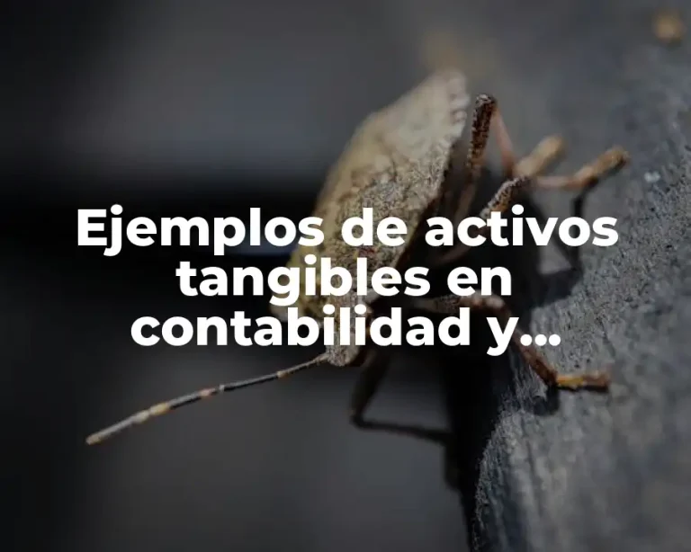 Ejemplos de activos tangibles en contabilidad y Significado