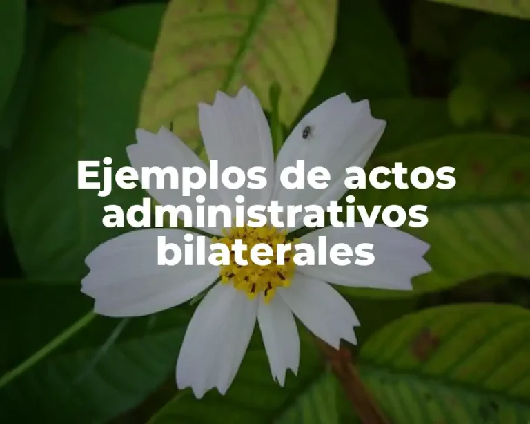 Ejemplos de actos administrativos bilaterales