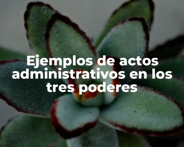 Ejemplos de actos administrativos en los tres poderes