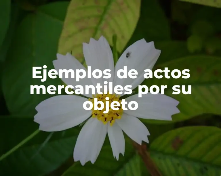 Ejemplos de actos mercantiles por su objeto
