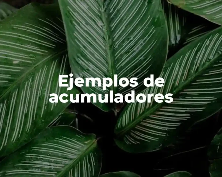 Ejemplos de acumuladores