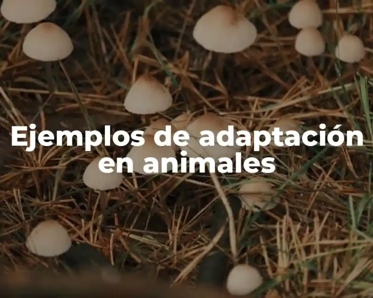 Ejemplos de adaptación en animales
