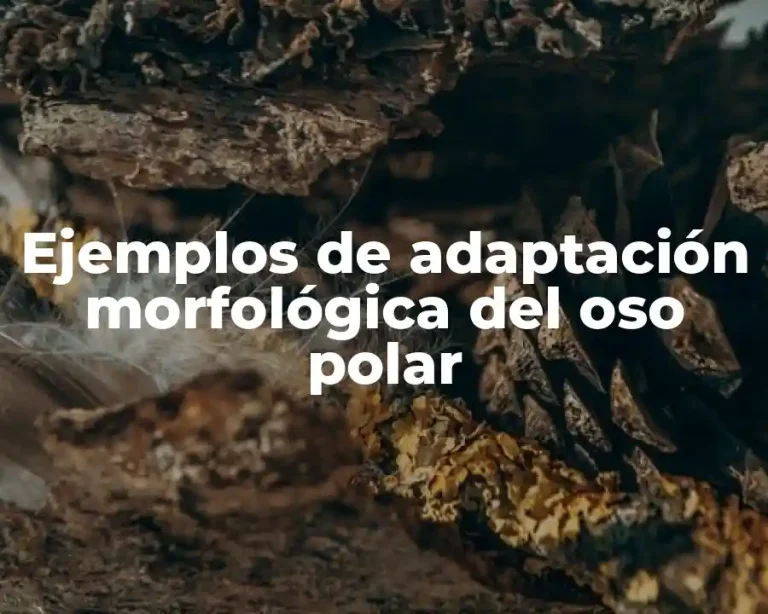 Ejemplos de adaptación morfológica del oso polar