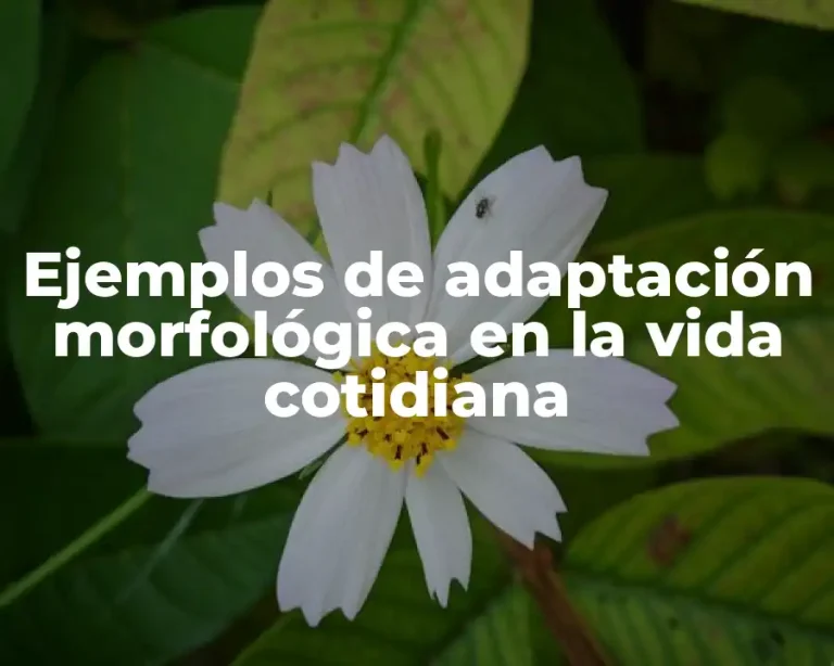 Ejemplos de adaptación morfológica en la vida cotidiana
