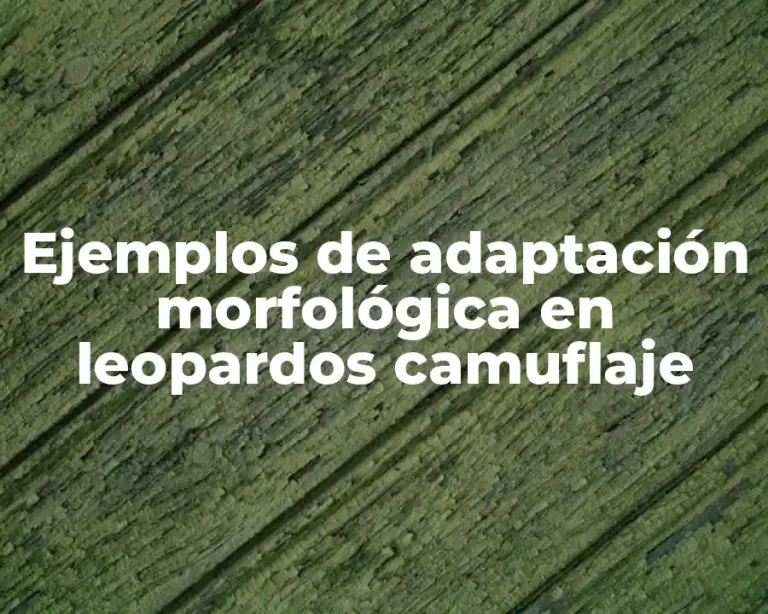 Ejemplos de adaptación morfológica en leopardos camuflaje