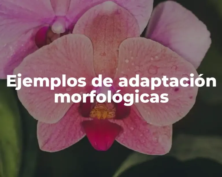Ejemplos de adaptación morfológicas