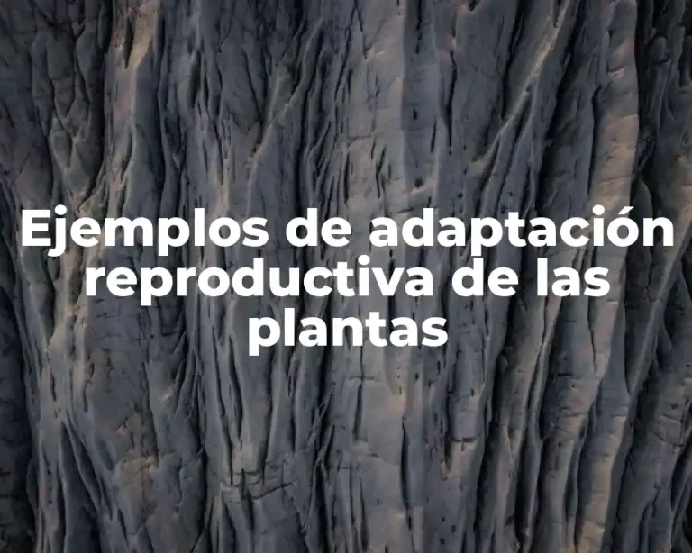 Ejemplos de adaptación reproductiva de las plantas