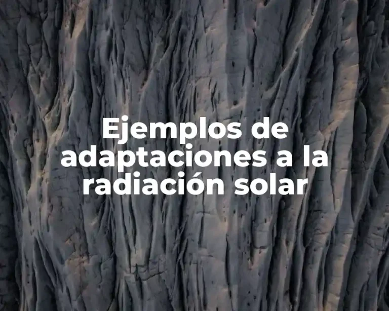 Ejemplos de adaptaciones a la radiación solar