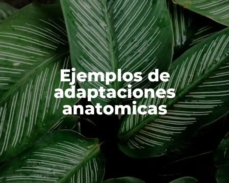 Ejemplos de adaptaciones anatomicas