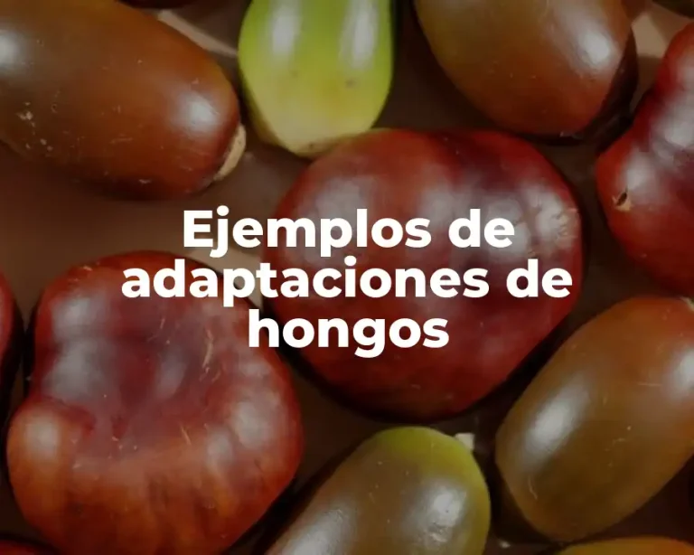 Ejemplos de adaptaciones de hongos
