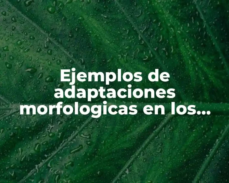 Ejemplos de adaptaciones morfologicas en los seres vivos y Significado