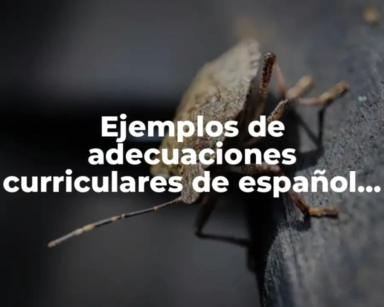 Ejemplos de adecuaciones curriculares de español de tercer grado y Significado