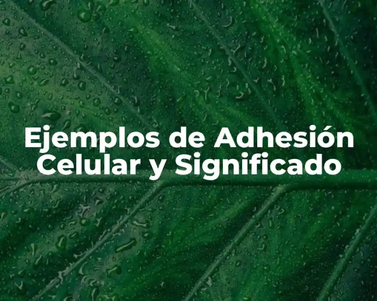 Ejemplos de Adhesión Celular y Significado