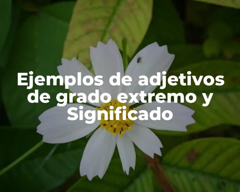 Ejemplos de adjetivos de grado extremo y Significado