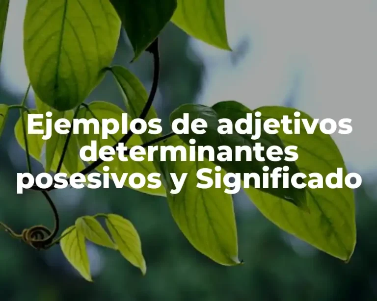 Ejemplos de adjetivos determinantes posesivos y Significado