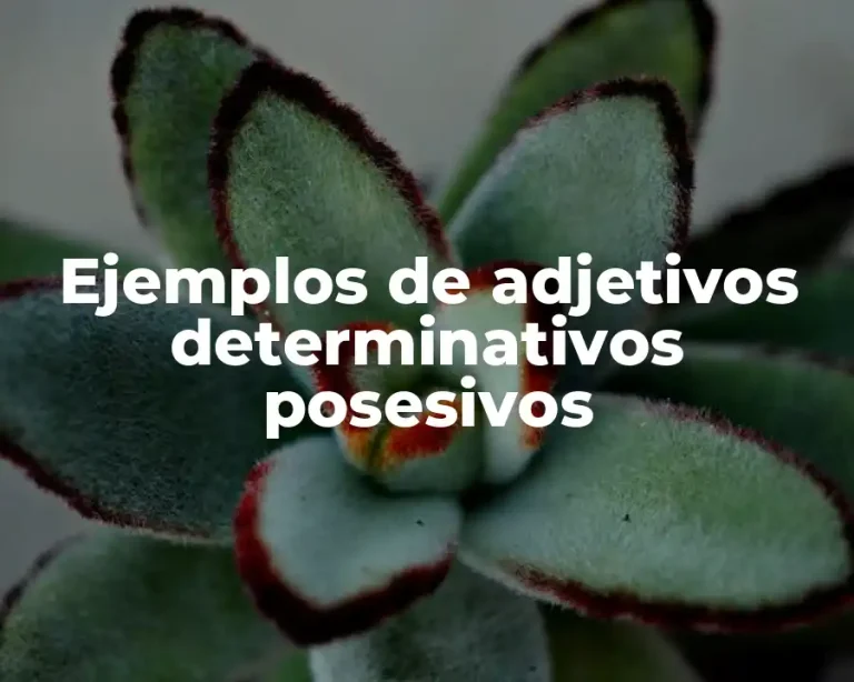 Ejemplos de adjetivos determinativos posesivos