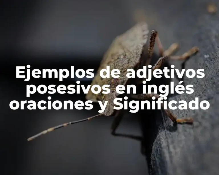 Ejemplos de adjetivos posesivos en inglés oraciones y Significado