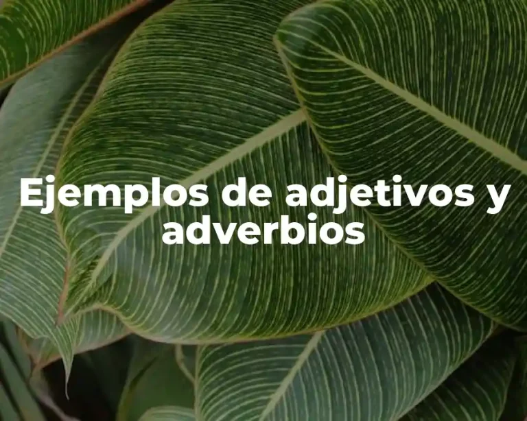Ejemplos de adjetivos y adverbios